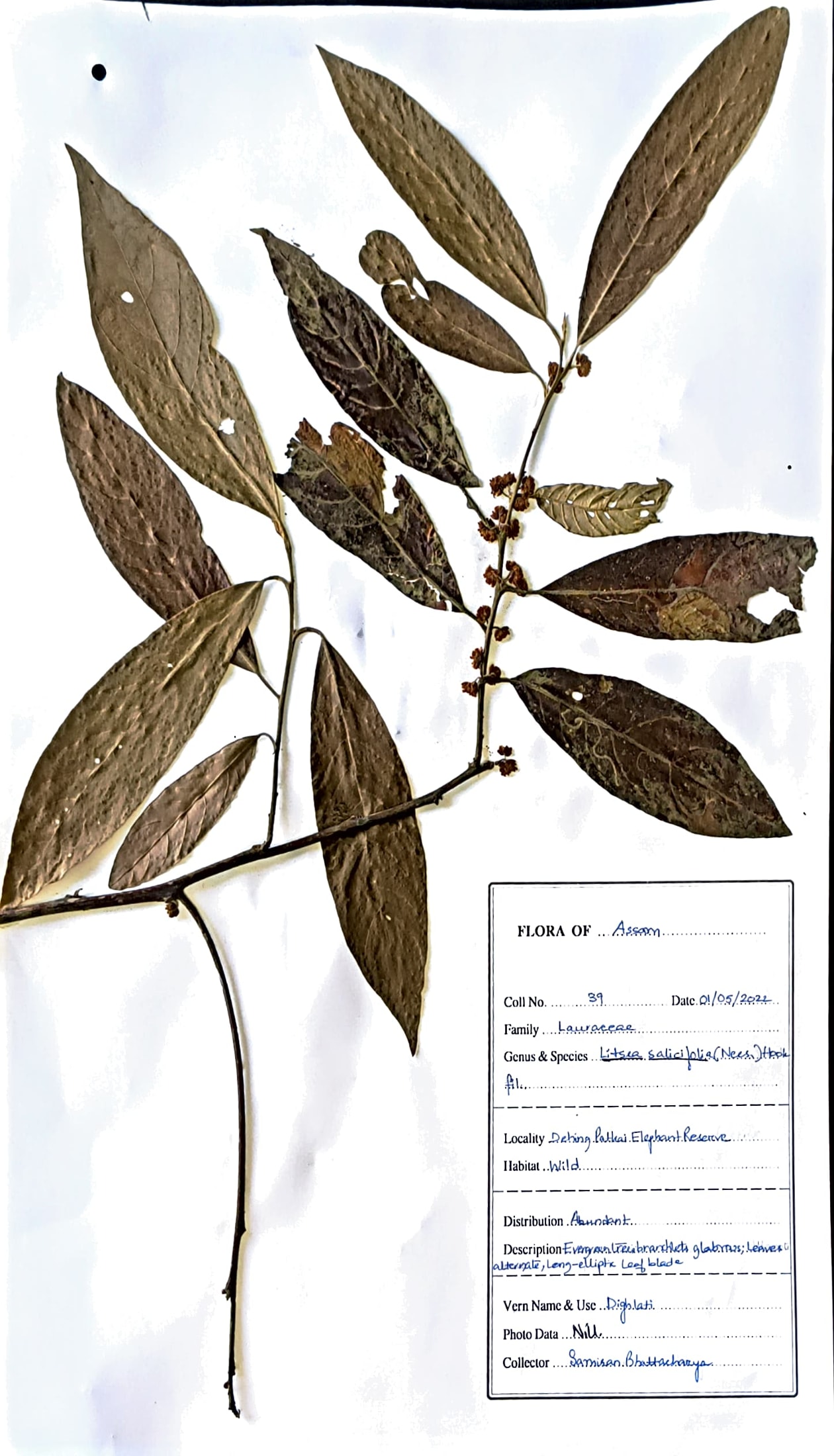 Shiyalbuka (Beng.) (Herbarium)